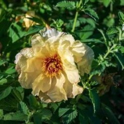 Peony Canary Brilliants - 1 Bulb 21 Peony Canary Brilliants - 1 Bulb -GARDEN Shop canary brilliants 3
