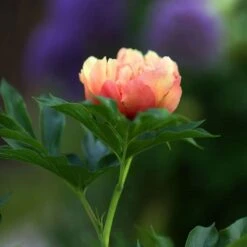 Peony Canary Brilliants - 1 Bulb 16 Peony Canary Brilliants - 1 Bulb -GARDEN Shop canary brilliants bud