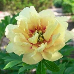 Peony Canary Brilliants - 1 Bulb 14 Peony Canary Brilliants - 1 Bulb -GARDEN Shop canary brilliants fd richards flickr 3