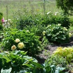 Peony Canary Brilliants - 1 Bulb 18 Peony Canary Brilliants - 1 Bulb -GARDEN Shop canary brilliants fd richards flickr garden