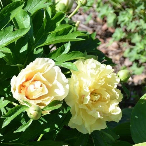 Peony Canary Brilliants - 1 Bulb 7 Peony Canary Brilliants - 1 Bulb - Image 7
