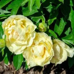 Peony Canary Brilliants - 1 Bulb 20 Peony Canary Brilliants - 1 Bulb -GARDEN Shop canary brilliants fd richards flickr2