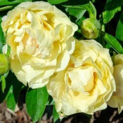 Peony Canary Brilliants - 1 Bulb 15 Peony Canary Brilliants - 1 Bulb -GARDEN Shop canary brilliants fd richards flickr2 crop