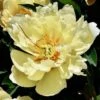 Peony Canary Brilliants - 1 Bulb 4 Peony Canary Brilliants - 1 Bulb -GARDEN Shop canary brilliants yellow