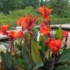 Canna Bronze - 1 Bulb -GARDEN Shop canna cannova bronze orange flickr cultivar413