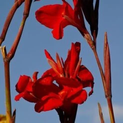 Canna Americana - 1 Bulb -GARDEN Shop canna lilies red