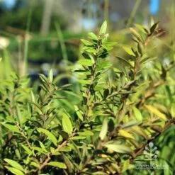 Grevillea Canterbury Gold -GARDEN Shop canterbury gold foliage