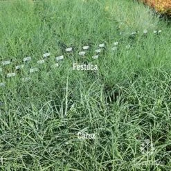 Carex Blue Cascade 9 Carex Blue Cascade -GARDEN Shop carex v festuca compare