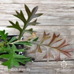 Grevillea Carpet Layer -GARDEN Shop carpet layer leaf 1