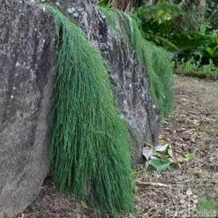 Casuarina Cousin It -GARDEN Shop casaurina cousin it cascading 1