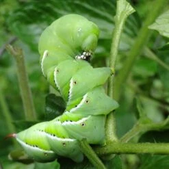 Nature's Way Dipel Caterpillar Killer 40g -GARDEN Shop caterpillar