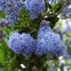 Ceanothus Blue Pacific - Californian Lilac -GARDEN Shop ceanothus blue pacific flowers