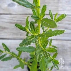 Ceanothus Blue Pacific - Californian Lilac -GARDEN Shop ceanothus blue pacific leaf