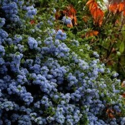 Ceanothus Blue Pacific - Californian Lilac -GARDEN Shop ceanothus bush