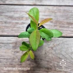 Chaenomeles Nivalis - Japanese Quince -GARDEN Shop chaenomeles speciosa nivalis 2