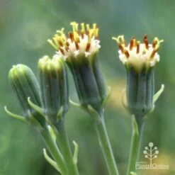 Senecio Chalk Sticks - Succulent 20 Senecio Chalk Sticks - Succulent -GARDEN Shop chalk sticks flowers side