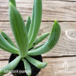 Senecio Chalk Sticks - Succulent 21 Senecio Chalk Sticks - Succulent -GARDEN Shop chalk sticks leaf 1
