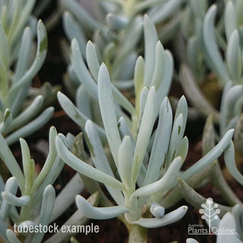 Senecio Chalk Sticks - Succulent 7 Senecio Chalk Sticks - Succulent - Image 7