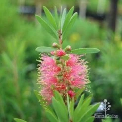 Callistemon Pink Champagne 25 Callistemon Pink Champagne -GARDEN Shop champagne callistemon
