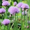 Chives - Seed