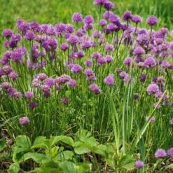 Chives - Seed 7 Chives - Seed -GARDEN Shop chives 1410611 960 720 2