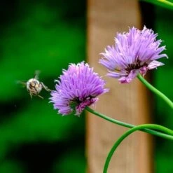 Chives - Seed 6 Chives - Seed -GARDEN Shop chives and bee