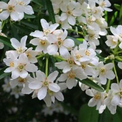 Choisya - Mexican Orange Blossom -GARDEN Shop choisya flowering