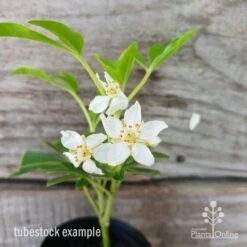 Choisya - Mexican Orange Blossom -GARDEN Shop choisya tubestock