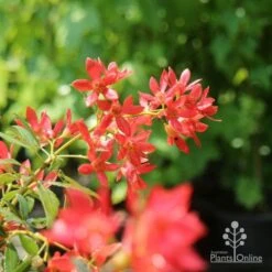 Ceratopetalum Alberys Red - Christmas Bush -GARDEN Shop christmas bush flowers