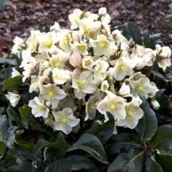 Hellebore Cinnamon Snow - Winter Rose -GARDEN Shop cinnamon snow garden
