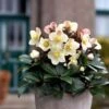 Hellebore Cinnamon Snow - Winter Rose -GARDEN Shop cinnamon snow potted