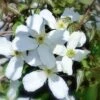 Clematis Montana Alba 17 Clematis Montana Alba -GARDEN Shop clematis alba flowering