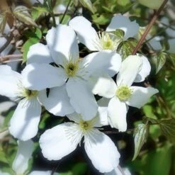 Clematis Montana Alba