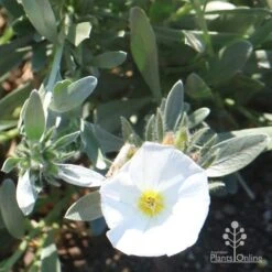 Convolvulus Cneorum - Silverbush -GARDEN Shop cneorum flower sun