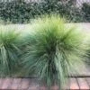 Lomandra Little Pal -GARDEN Shop confertifolia1 1
