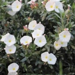 Convolvulus Cneorum - Silverbush -GARDEN Shop convolvulus cneorum silverbush