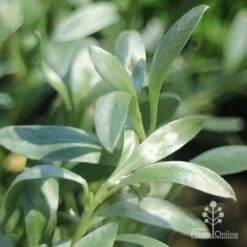 Convolvulus Cneorum - Silverbush -GARDEN Shop convolvulus silverbush foliage