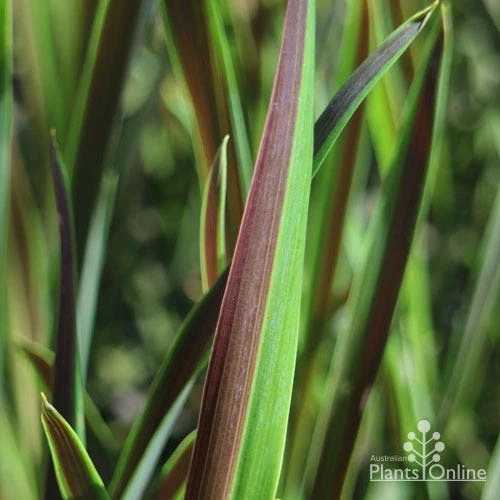 Cordyline Australis Choc Mint 2 Cordyline Australis Choc Mint - Image 2
