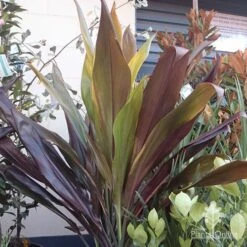 Cordyline Fruticosa Negra -GARDEN Shop cordyline negra mature