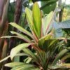 Cordyline Fruticosa Early Morning Diamond -GARDEN Shop cordyline pink stripe roma