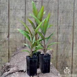 Cordyline Fruticosa Purple Prince -GARDEN Shop cordyline purple prince pots 1