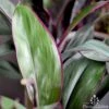 Cordyline Fruticosa Purple Prince -GARDEN Shop cordyline purple prince 2