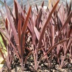 Cordyline Australis Red Sensation -GARDEN Shop cordyline red sensation tube