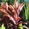 Cordyline Fruticosa Rubra -GARDEN Shop cordyline rubra new