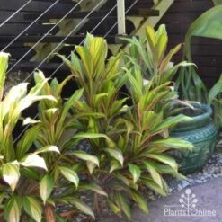 Cordyline Fruticosa Early Morning Diamond -GARDEN Shop cordyline steves garden