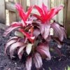 Cordyline Fruticosa Dr Brown -GARDEN Shop cordyline dr brown 2