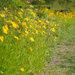 Coreopsis - Seed 9 Coreopsis - Seed -GARDEN Shop coreopsis border