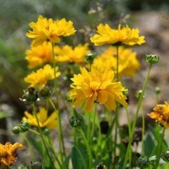 Coreopsis - Seed 7 Coreopsis - Seed -GARDEN Shop coreopsis flowers