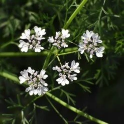 Coriander Lemon - Seed