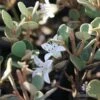 Correa Alba -GARDEN Shop correa alba flowers